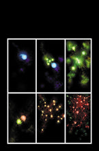 Load image into Gallery viewer, The Destroyer (LIMIT 1)